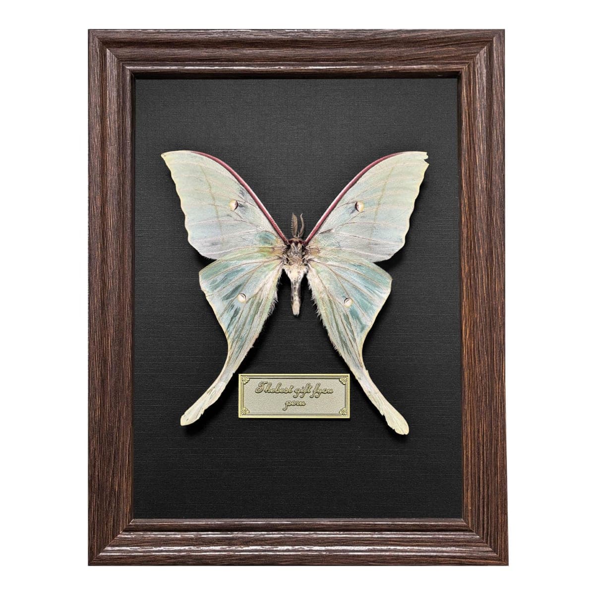 Real Butterfly Taxidermy Framed Handmade, 6.9'' x 9'' Butterfly Shadow Box Wooden Framed for Gothic Home Decor Taxidermy Specimen Display for Wall Art Oddity Tabletop